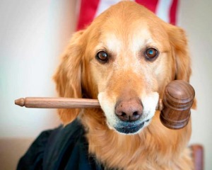 perro-juez